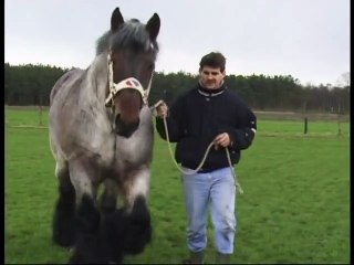 Și-a luat calul și l-a lăsat să zburde pe câmp. Nu am mai văzut niciodată un exemplar atât de frumos!