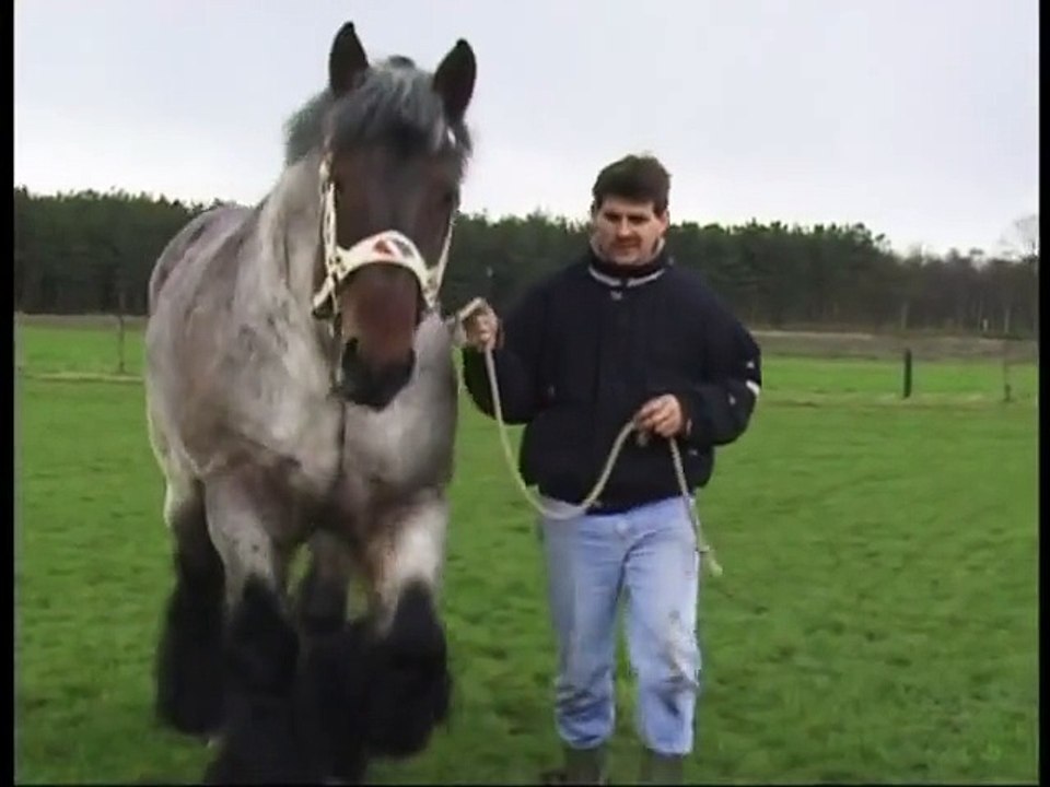 Și-a luat calul și l-a lăsat să zburde pe câmp. Nu am mai văzut niciodată un exemplar atât de frumos!