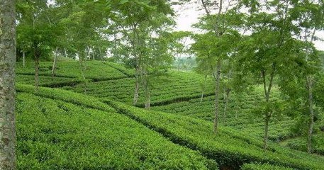 Tea Garden In Ponchogor Bangladesh