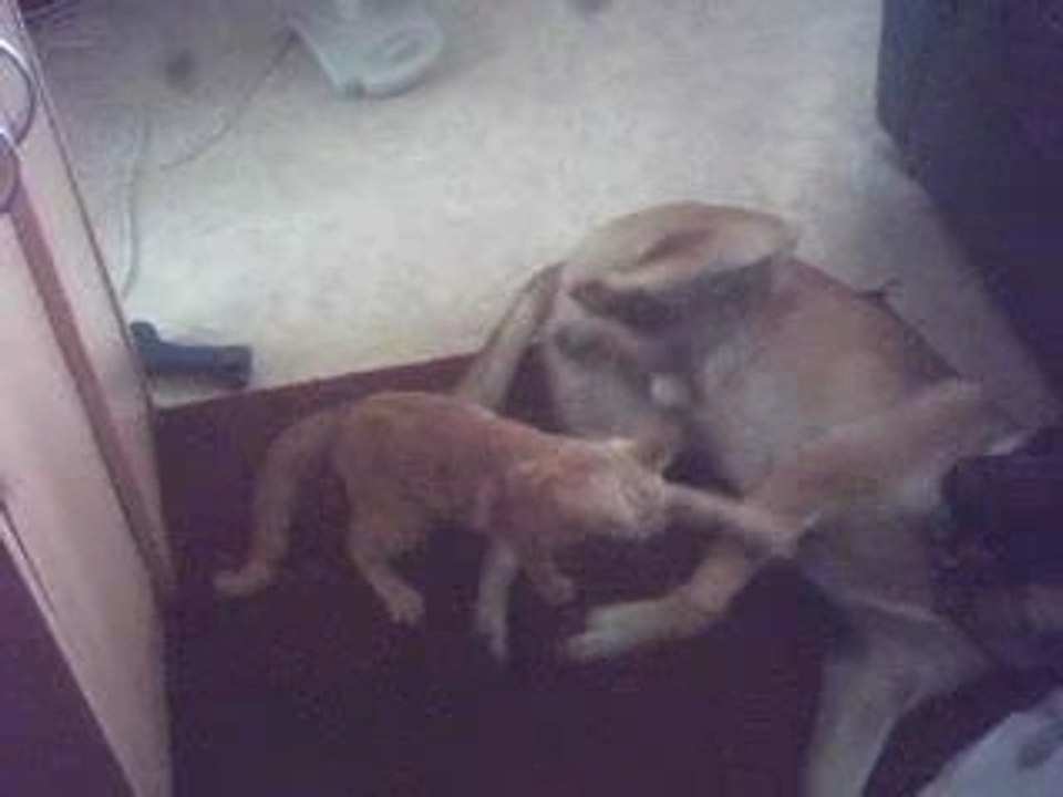 hippo(malinois labrador)et guizmo