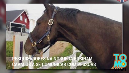 Pesquisadores na Noruega ensinam cavalos a se comunicar com pressoas.
