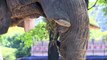 Abogados de tres elefantes acusan de maltrato a zoo en Argentina