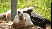 Cão e pássaro amigos