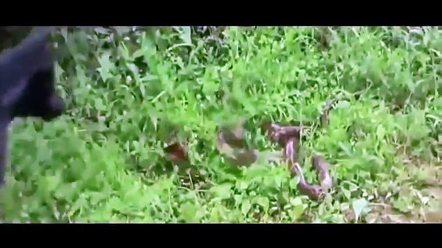 Lucha Increíble - Anaconda vs Perro - Perros vs Otras Serpientes (REAL!!)