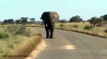 How to Escape from an Elephant Attack in Kruger National Park, South Africa