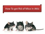 How To get Rid of Mice in Attic