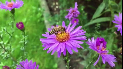 Honey Bee Roaming