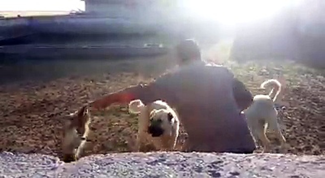 AFYON BOLVADİNDEN KARABAŞ VE SARI...kangal eyitimi izle