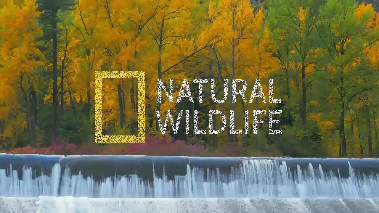 Incredible Spiders - Nature Documentary