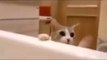 Ce chat veut sauver sa maitresse en pensant qu'elle se noie dans son bain
