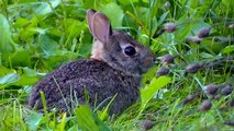 For Children and Toddlers: Birds,Squirrels, and Rabbits,