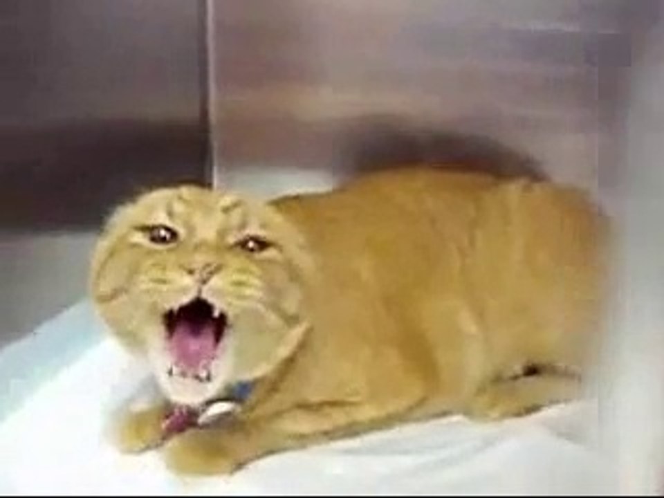 Ce chat incarnation du diable ! Satan !