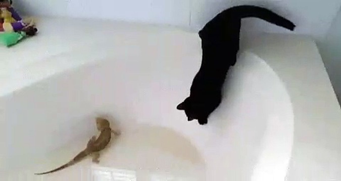 funny video must watch