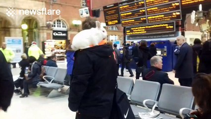 Man at London train station with rabbit on his shoulder