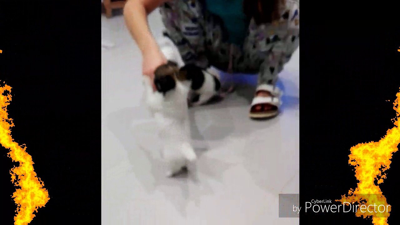 chiot chihuahua poil long