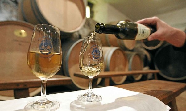 Vendanges tardives au Château de La Galissonnière - Le Pallet Loire-Atlantique France