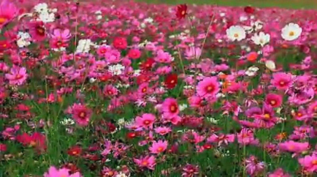 Olá, eu sou a Flor. Eu sou linda e uma... - Conservação Internacional CI-Brasil