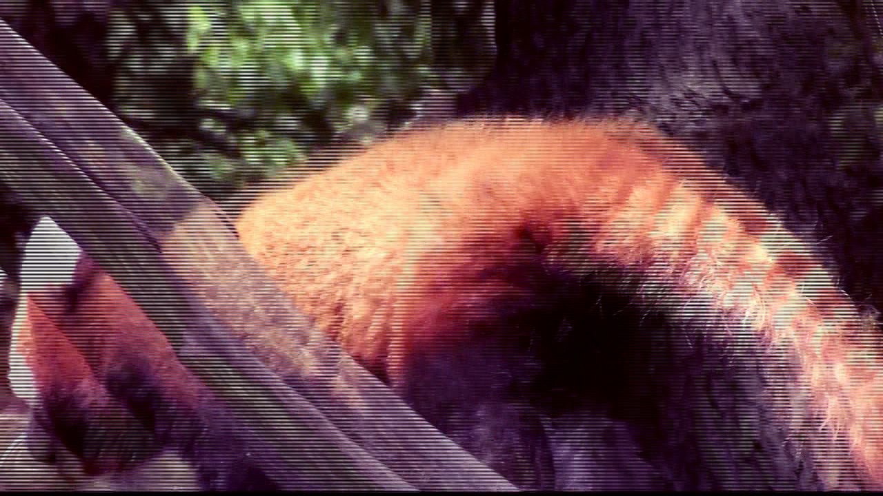 Sasha Persholja - Lee Ad Susha  (Official Music Video)