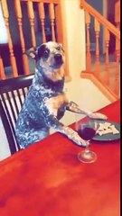 Dog Wins The Mannequin Challenge
