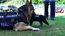 Cuccioli Poliziotti Crescono