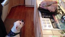 Funny Dogs Love Thanksgiving As Much As You Do