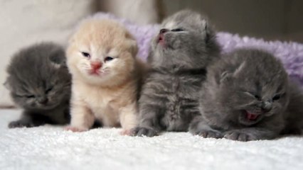 Британская кошка