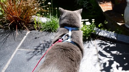 Британская кошка