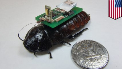 Researchers develop cyborg cockroaches as mapping tool in disaster areas