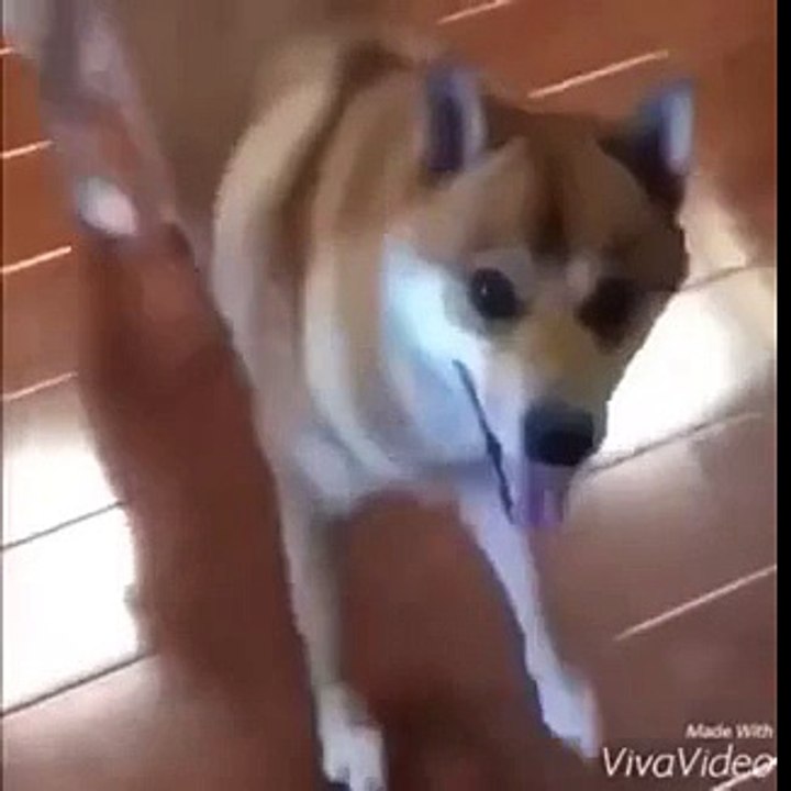 Dancing Dog