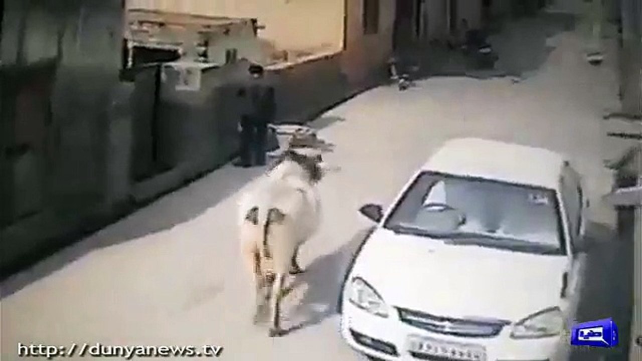 Angry Cow Doesn’ Like This Boy