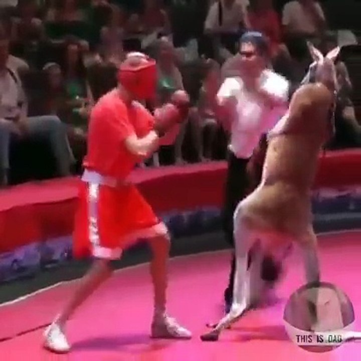 Boxing Between kangaroo and man