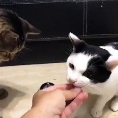 Kediler işi çözmüş. :))