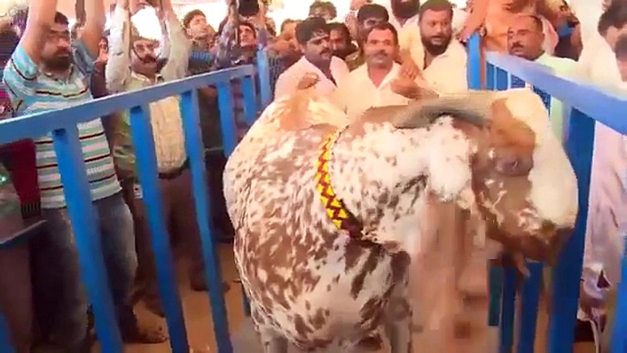 Cow World Record