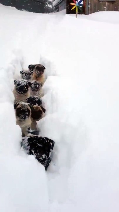 10 chiens suivent leur maitre dans la neige
