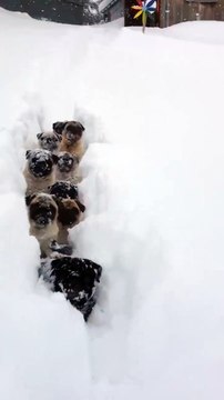 10 chiens suivent leur maitre dans la neige