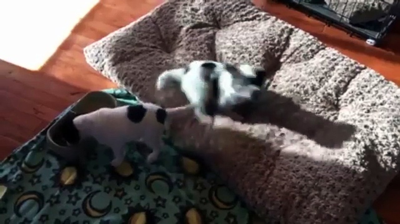 Un chien qui danse pendant qu'il mange