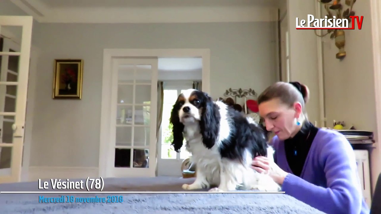 Aldo, un Cavalier king Charles de 11 ans, a testé l'ostéopathie pour chiens