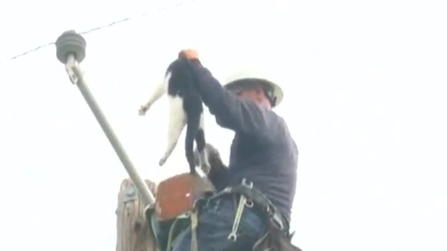 Un chat reste perché pendant 9 jours