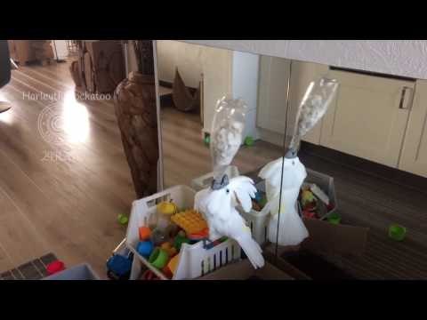 Relentless Cockatoo Tries Her Best to Drink From Large Bottle