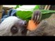 Adorable Sloths Munch on Some Tasty Carrots
