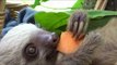 Adorable Sloths Munch on Some Tasty Carrots