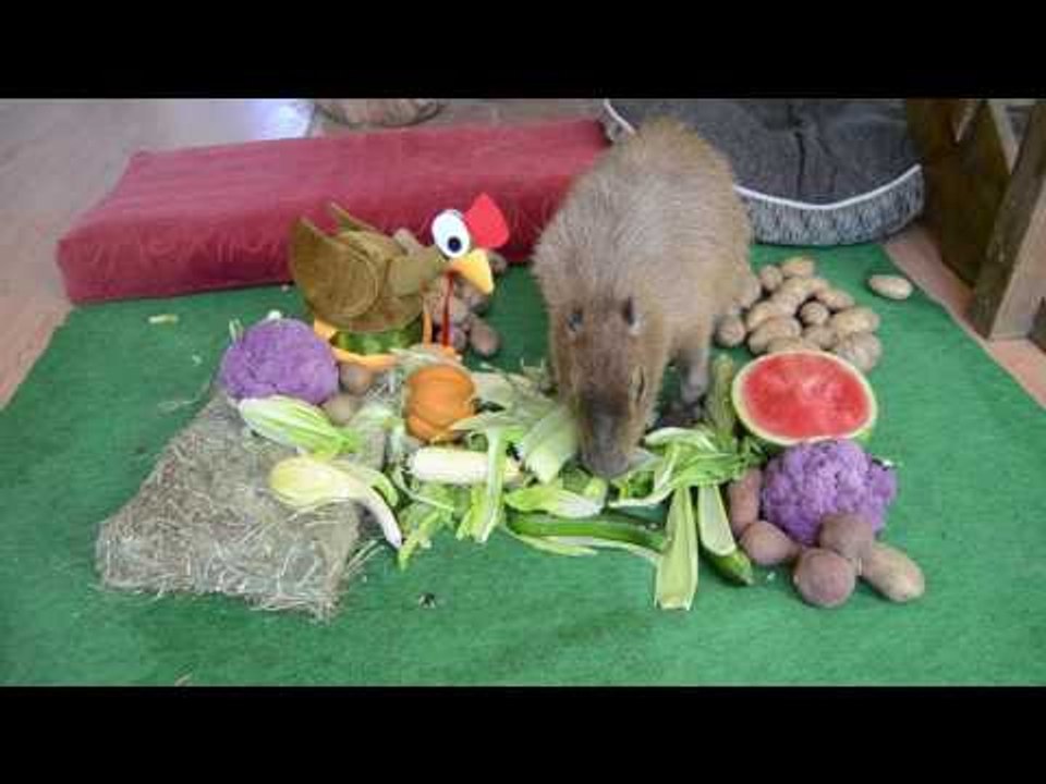 Thankful Capybara Enjoys Festive Feast