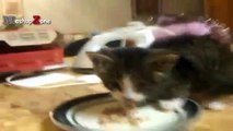Funny Cats And Kittens Who Don't Want To Share Their Food Compilation [BEST OF] - YouTube