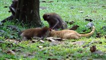 Monkeys VS CATS (HD) [Trip Burger Pets] - YouTube