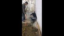 Coincé dans un minuscule trou depuis 3 ans, ce chien est sauvé par une femme