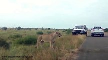 In a Tight Spot with Lions ! - Kruger National Park