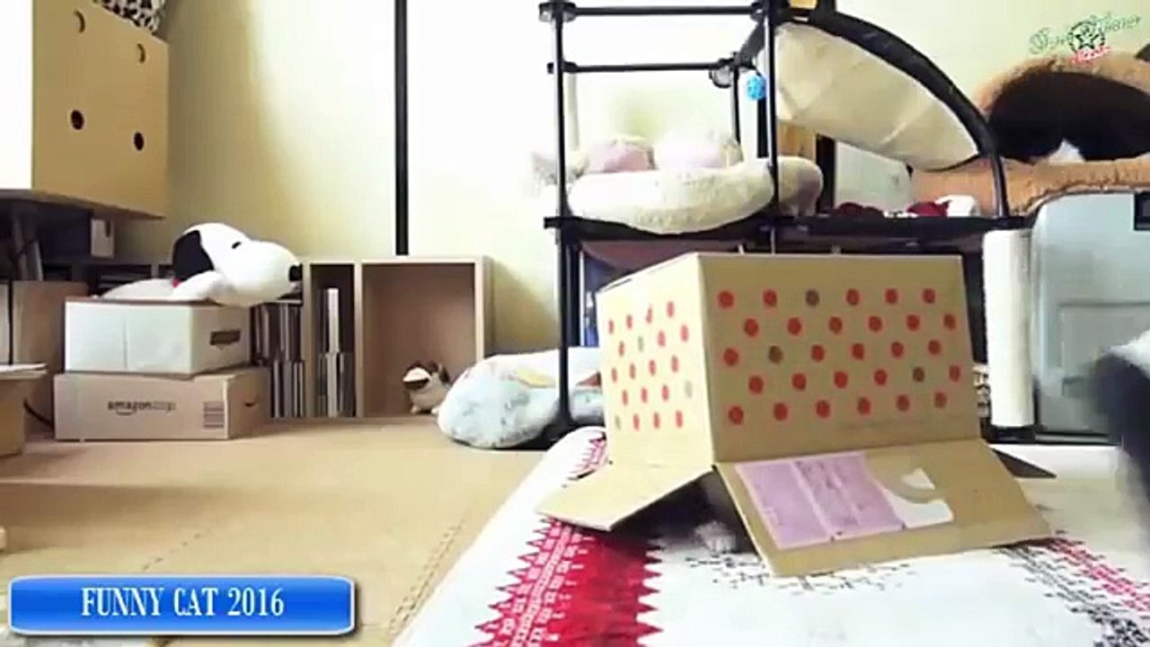 Funny cats video cute #5