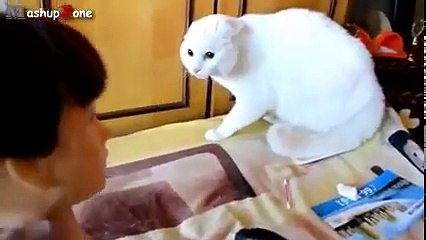 Funny Cats Getting Scared Compilation 2016