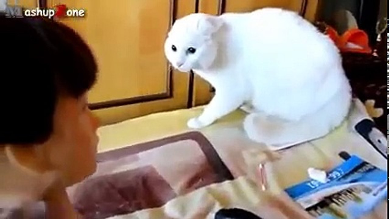 Funny Cats Getting Scared Compilation 2016