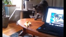 Funny Cats vs Bananas Compilation